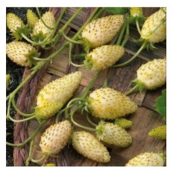 nasiona owoców Poziomka Yellow Wonder swikx236